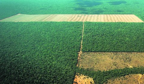 Área de floresta encontra área de lavoura (Foto: Christiano Antonucci/SEMA)