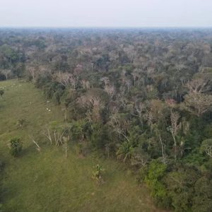Lucrativo negócio de manter a floresta em pé atrai cada vez mais fazendeiros