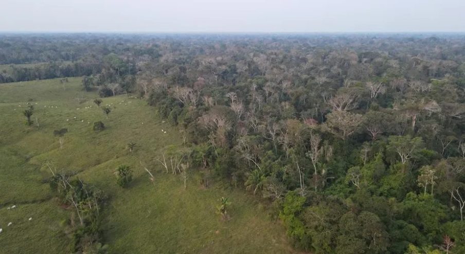 Lucrativo negócio de manter a floresta em pé atrai cada vez mais fazendeiros