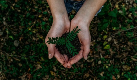 Saiba como investir em meio ambiente pela B3 - (Foto: Noah Buscher/Unsplash)