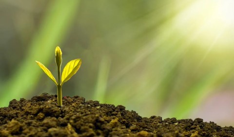 Entre os investimentos que podem ajudar na preservação da Amazônia estão os títulos verdes, crowdfunding, entre outros - (Foto: Pixabay)