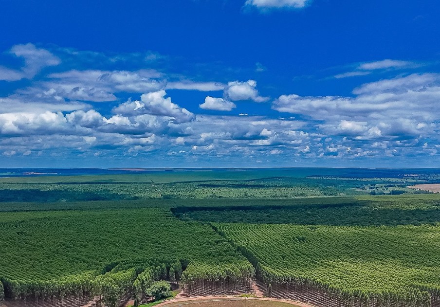 Foco em 2025: Itaú BBA aposta em Suzano e Klabin para valorização e dividendos